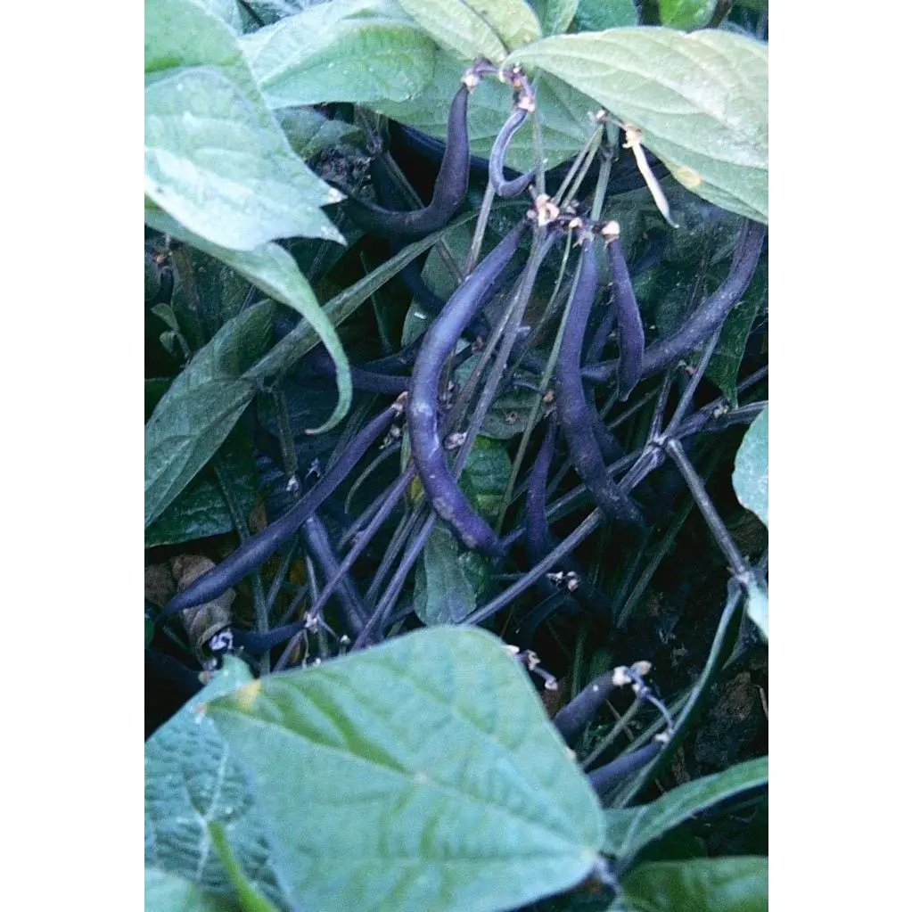 Velour Bush Beans Heirloom Seeds Velour Bush Beans Heirloom Seeds