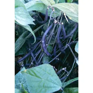 Velour Bush Beans Heirloom Seeds