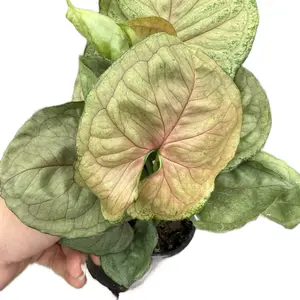 4” Syngonium Podophyllym ‘Roxana’