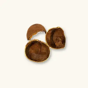 Tingui Pods - Peruvian Blackwater Aquarium Botanicals & Bioactive Enclosures