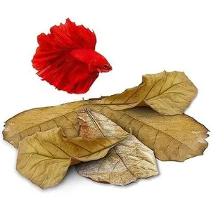 25 Pack Large Catappa Indian Almond Leaves for Bettas, 7-9 Inches, Effortless Water Conditioning, Great Values, Help Bettas and Tropical Fish Thrive