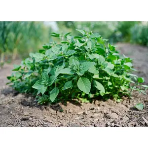 Holy (Tulsi) - Organic Basil Seeds