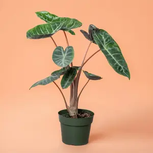Alocasia Pink Dragon - Indoor Live Plant, Rare Oval-Shaped Leaves, Medium Size, Decor-Ready & Gift-Worthy, High Humidity and Bright Light