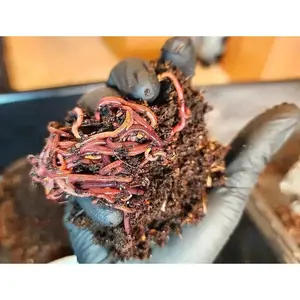 1 /2 lbs.  (approx. 500) Pure Red Wigglers Composting and Gardening Worms (EISENIA FETIDA)