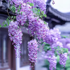 Wisteria Flower Seeds | Beautiful Climbing Vine for Garden Fence & Patio