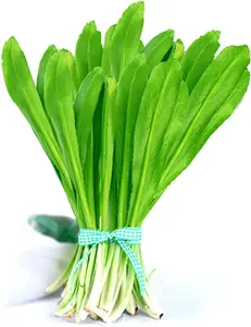 Culantro Seeds For Planting - Vegetable Plants & Seeds 200 Seeds