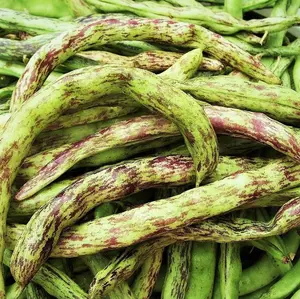 TomorrowSeeds - Rattlesnake Bean Seeds -  (Pole) Runner Beans Vining Purple Green Dragon Bean New Vegetable Seed Fresh For 2024 Season