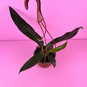 Anthurium Big Bill HB – Oversized Foliage Plant in 6” Pot | Large Bold Leaves | Tropical Structure | Live Plant | Bright Indirect Light | High Humidity | Well-Draining Mix | Not Pet Safe | Rare Plants | Houseplants