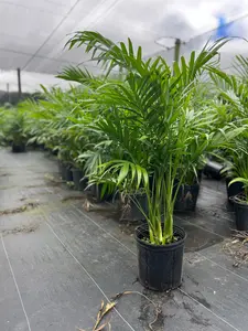 Cat Palm (Chamaedorea cataractarum)