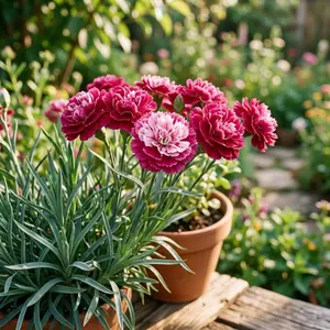 Carnation Seeds for Garden Planting Beautiful Fragrant Flowers Perfect for DIY Home Decor Balcony Garden Decoration Indoor Outdoor Easy Grow Seeds