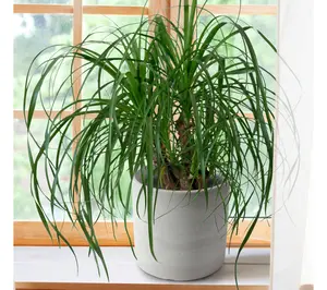 Cottage Farms Ponytail Palm