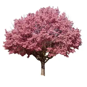 Okame Flowering Cherry Tree - 6-12" Tall Seedling - 2.5" Pot - Live Plant - Prunus 'Okame' - No Ship To AK, HI and P.R.
