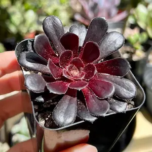 Aeonium Black Rose, Live Succulent in 2''pot
