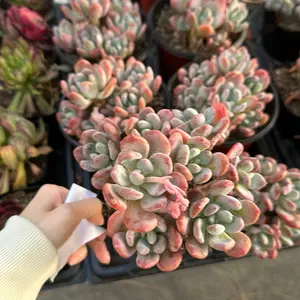 Echeveria 'Cinderella' (around 5.5'') - Bare Root Succulents - Terra Tales