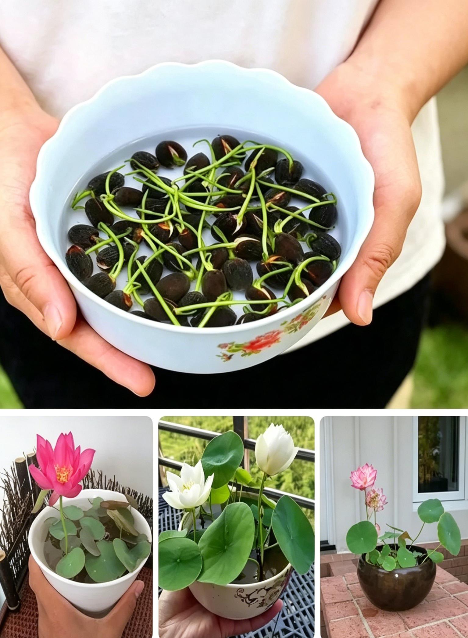20 Pcs Bowl Lotus Seeds Mix - Beautiful Water Lilys Flower for Aquatic Garden Decor - Non-GMO Fresh Bonsai Plant Seeds
