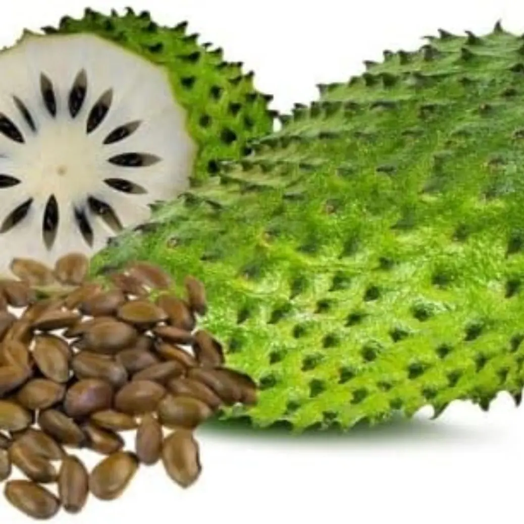 10+ Giant Soursop Heirloom Seeds: Annona Muricata, Flavorful Tropical Fruit for Your Home Garden