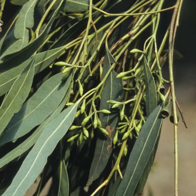 LIVE PLANT 3ft Eucalyptus Siderophloia - Northern Grey Ironbark
