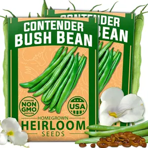 HOME GROWN Contender Bush Bean Seeds - 56 Seeds - Premium, USA Sourced, Non-GMO, Heirloom Green Beans Seeds - Bush Bean Seeds for Planting Your Emergency Food Supply (Phaseolus vulgaris)