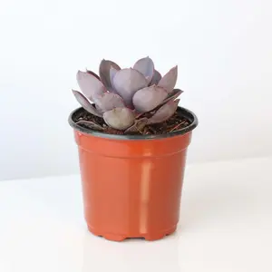Growers Choice Mystery Succulent 4" Nursery