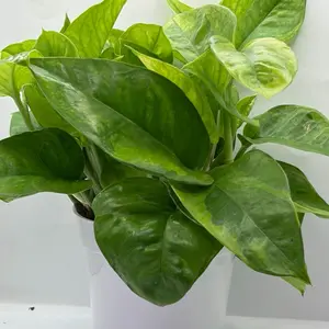 Monet Sol Pothos 4” Pot | Rare Green-on-Green Variegated Mutation of N’Joy Pothos | Growers Choice
