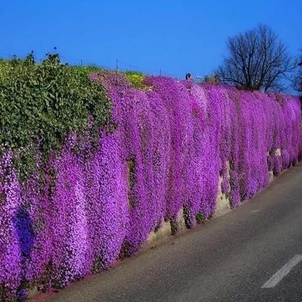 1000 magical crawling thyme seeds, easy to grow and live in the Four Seasons Flower Park scenic area 1000 magical crawling thyme seeds, easy to grow and live in the Four Seasons Flower Park scenic area