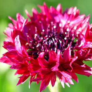 Tall Red Bachelor Button Seeds (Centaurea cyanus) Scarlet blooms on tall, wiry stems. Great as a cut flower or in wildflower mixes. Attracts butterflies and bees.