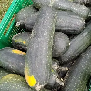 Dostal Cucumber Squash Organic Seeds – Unique dual-purpose heirloom producing tender cucumbers and squash-like fruits; perfect for fresh eating and pickling.