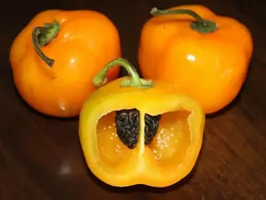Pepper Seeds - Orange Manzano, apple chili