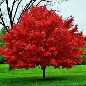 Red Maple Tree Seedling to Plant (One Seedling) 18-24 inches tall, fast growing
