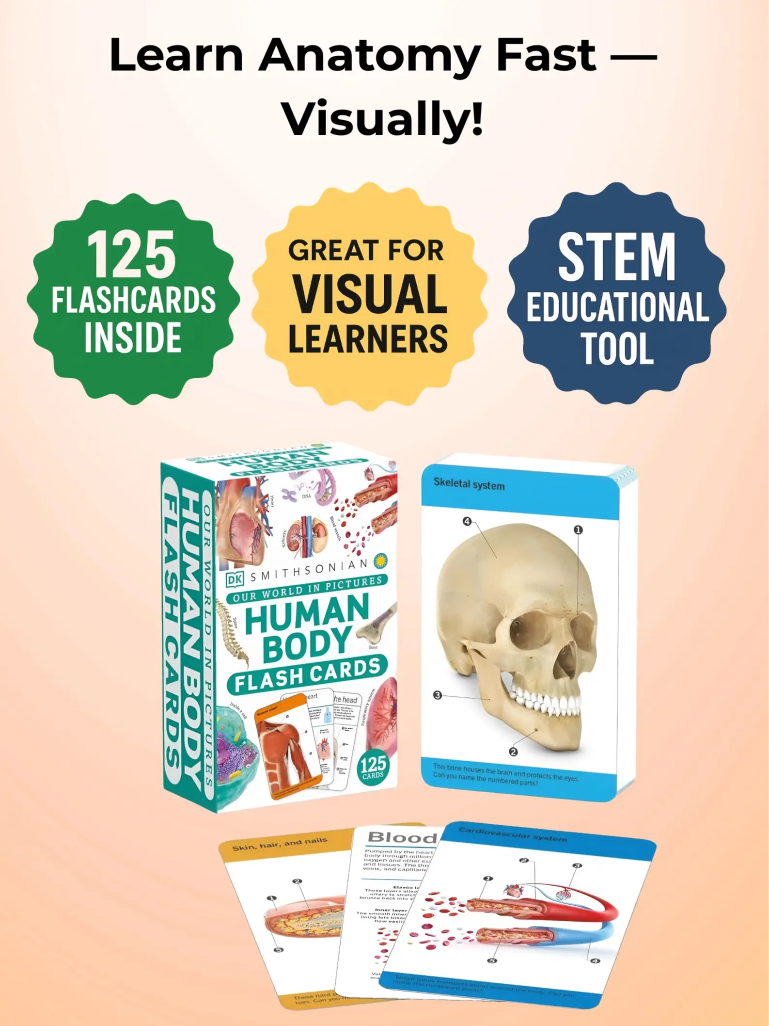 Anatomy Flash Cards – Visual Learning Set of the Human Body with Detailed Pictures and Terms