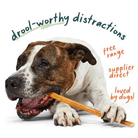 WOOF Free Range Bully Sticks, Odorless Single Ingredient Dog Chews From Grassfed Hormone Free Cattle, Long Lasting Dental Support Chews