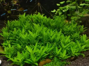 BUY 2 GET 1 FREE Staurogyne Repens-Easy Live Aquarium Pond Aquatic Plant