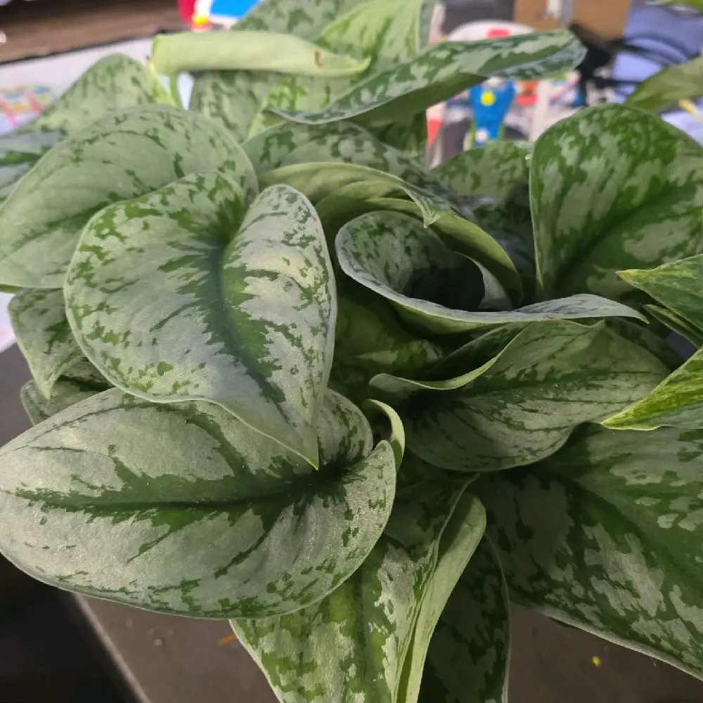 Scindapsus exotica