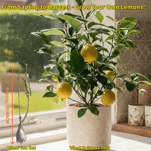 Live Meyer Lemon Tree, 10-12" Tall Dwarf Plant – Home Grown Citrus for Indoor Patio or Outdoor Container – Gardener Gift Young Starter Tree