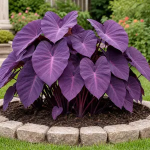 700PCS Purple Hosta Flower Seeds – Hardy Perennial, Easy Care Shade Plant for Gardens, Pots, Balcony and Patio Landscaping