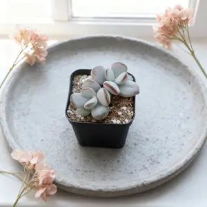 2 Inch Pot Ghost Plant Cotyledon - Unique Orbiculata Variety with Silvery Rounded Leaves, Drought Tolerant Easy Care Succulent