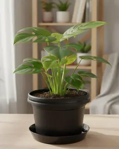 Austin Planter - Over 7 inch Multi Size & Color Plastic Flower Pot, Seedling & Nursery Planter with Saucers
