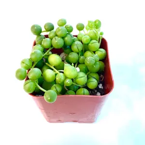 2 inch potted string of pearls - Rosario