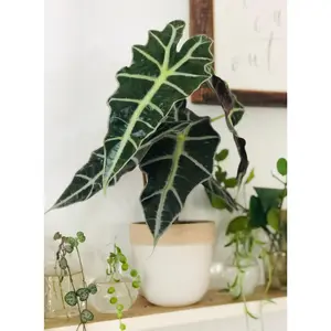 Alocasia Amazonica 'Polly' - 4" Pot