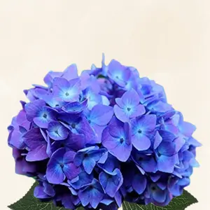 Hydrangeas Dutch Blue - Vibrant Blue Hydrangea with 6-6.5" Bloom Diameter, 60-65 cm Stem Length, Full Pack of 30 Stems, Year-Round Availability