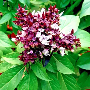 THAI BASIL SEEDS "Fresh from Saipan" Rare Heirloom NON-GMO Herb Garden Plant - 1000 Seeds