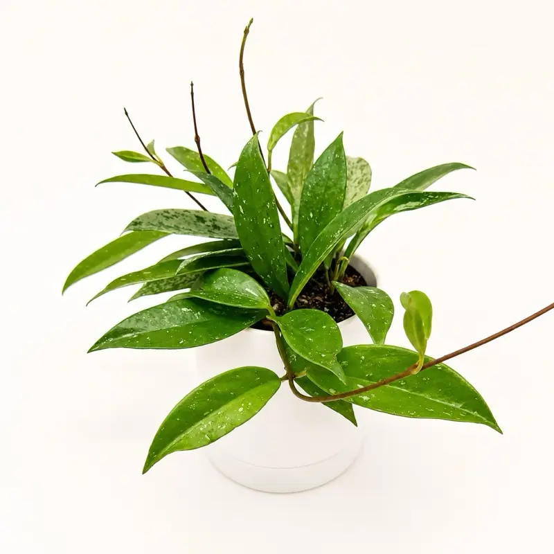 Hoya Publicalyx 4” Pot | Pet Friendly Live House Plant | Easy Care Tropical Indoor Plant | Beginner Friendly Hoya with Unique Leaves