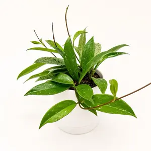 Hoya Publicalyx 4” Pot | Pet Friendly Live House Plant | Easy Care Tropical Indoor Plant | Beginner Friendly Hoya with Unique Leaves