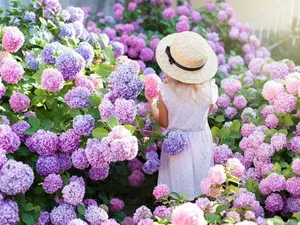 10 Rare Hydrangea Flower Seeds Mix Colors
