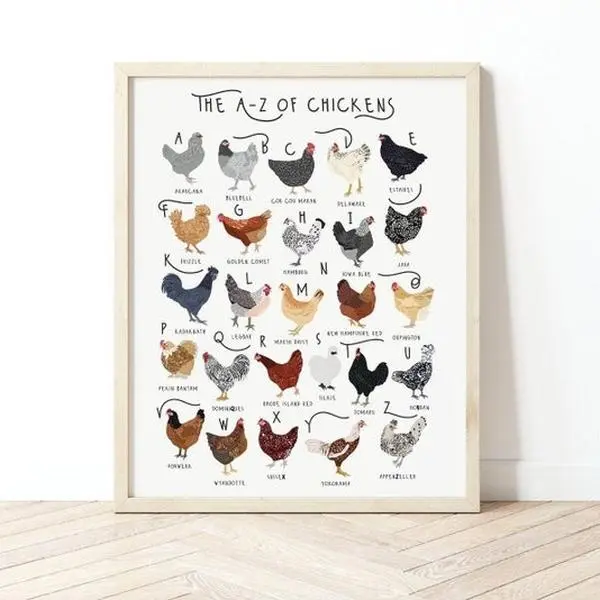 A-Z Of Chickens Poster, Chicken Print, Chicken Breeds Art, Alphabet Poster, Chicken lover gift, Chicken Poster, A-Z of Chicken Breeds