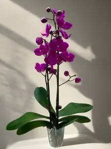 Purple Phalaenopsis Orchid
