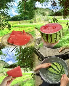 Organic Watermelon Seeds 50 Premium Non GMO Fruit Seeds for Home Gardens Easy to Grow Great for Summer Harvest