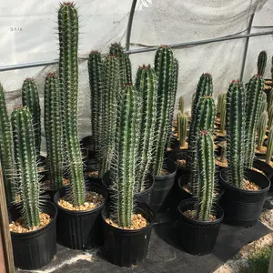 Pachycereus pecten-aboriginum, cactus