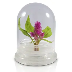 BLOOMIFY Celosia Flower Terrarium, Zero Care, Cockscomb, 4" Jar