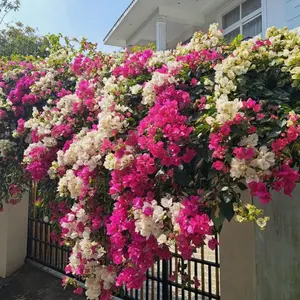 Live Bougainvillea Trees, Assorted Colors, Tall Well-Rooted Plants for Indoor & Outdoor Home Garden Decor